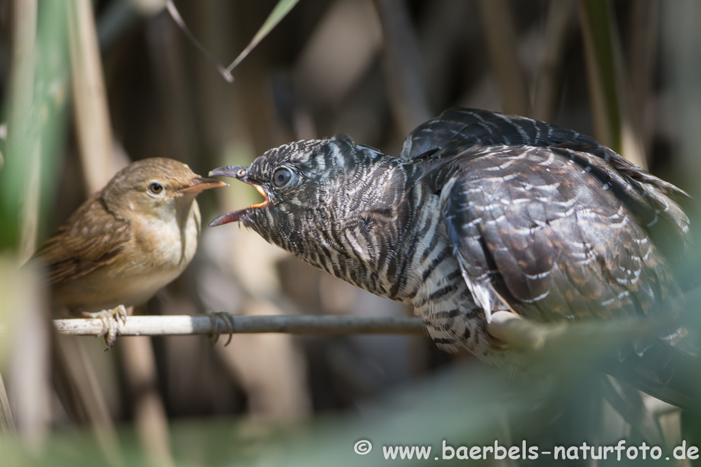 Teichrohrsänger, Rohrspatz