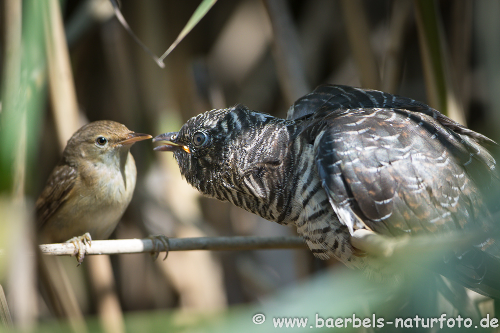 Teichrohrsänger, Rohrspatz