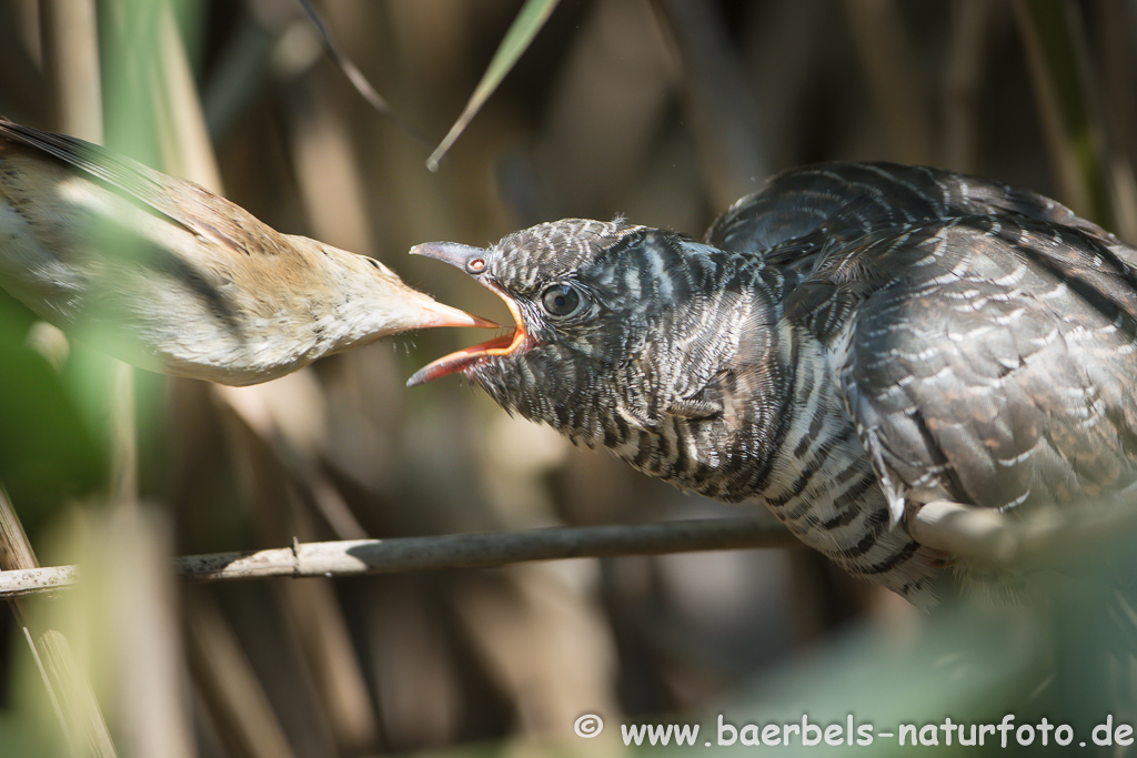 Teichrohrsänger, Rohrspatz