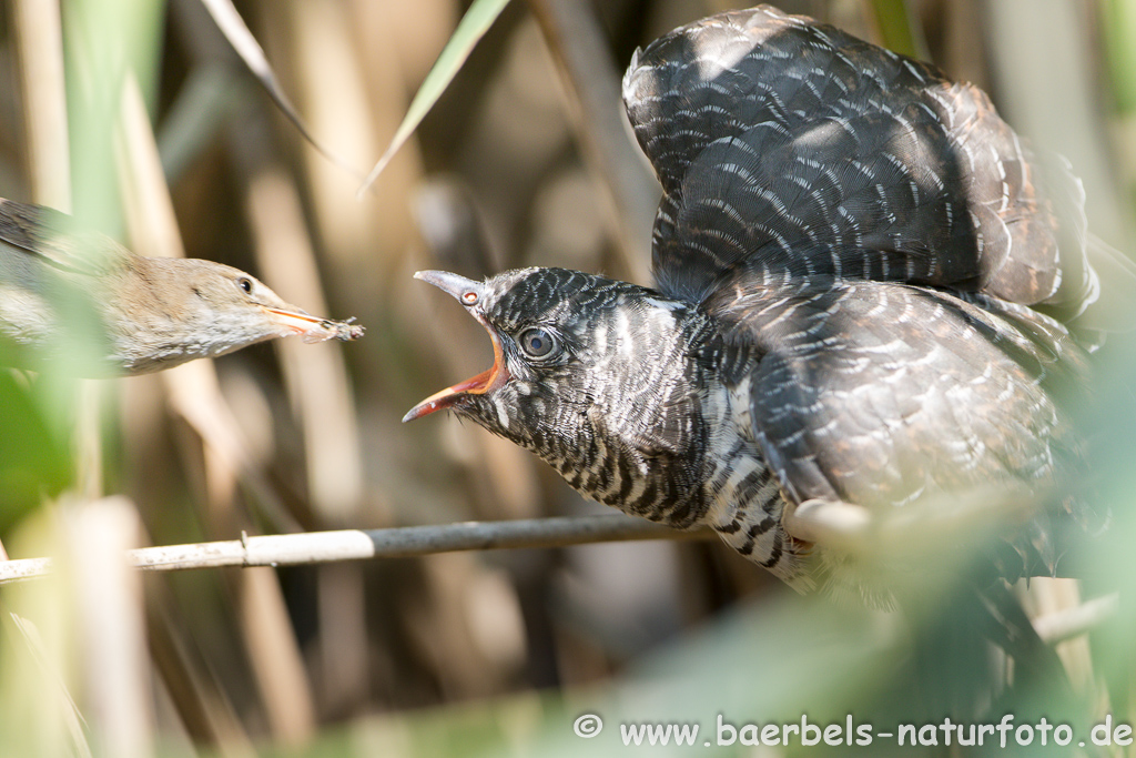 Teichrohrsänger, Rohrspatz