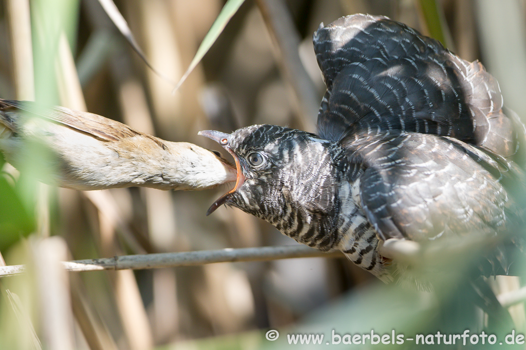 Teichrohrsänger, Rohrspatz