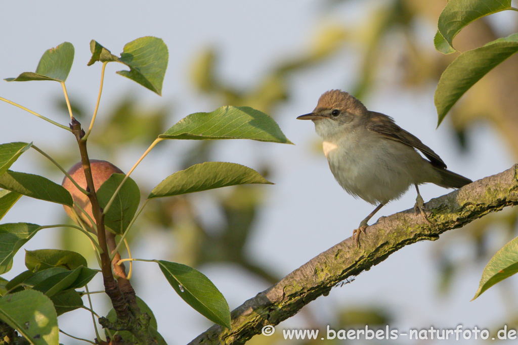 Teichrohrsänger, Rohrspatz