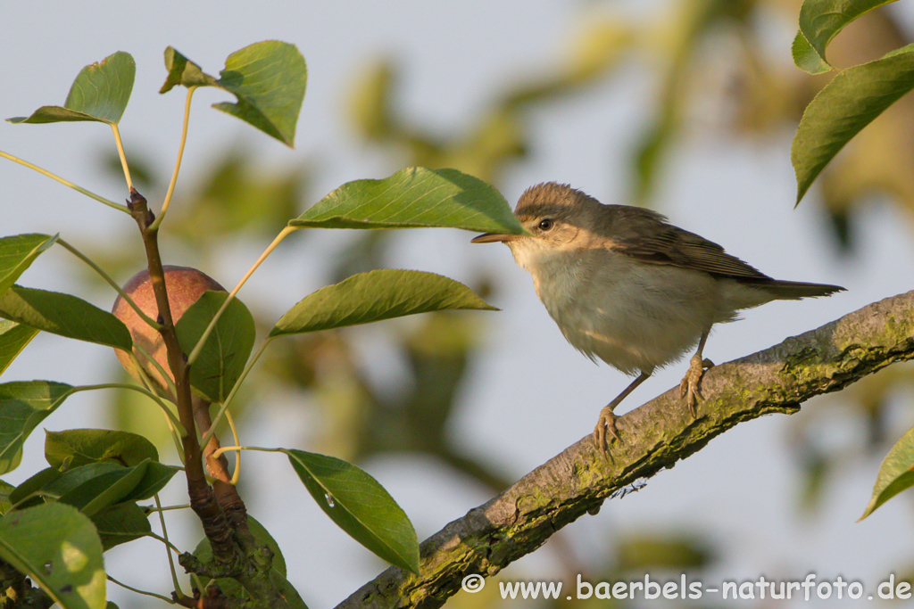 Teichrohrsänger, Rohrspatz