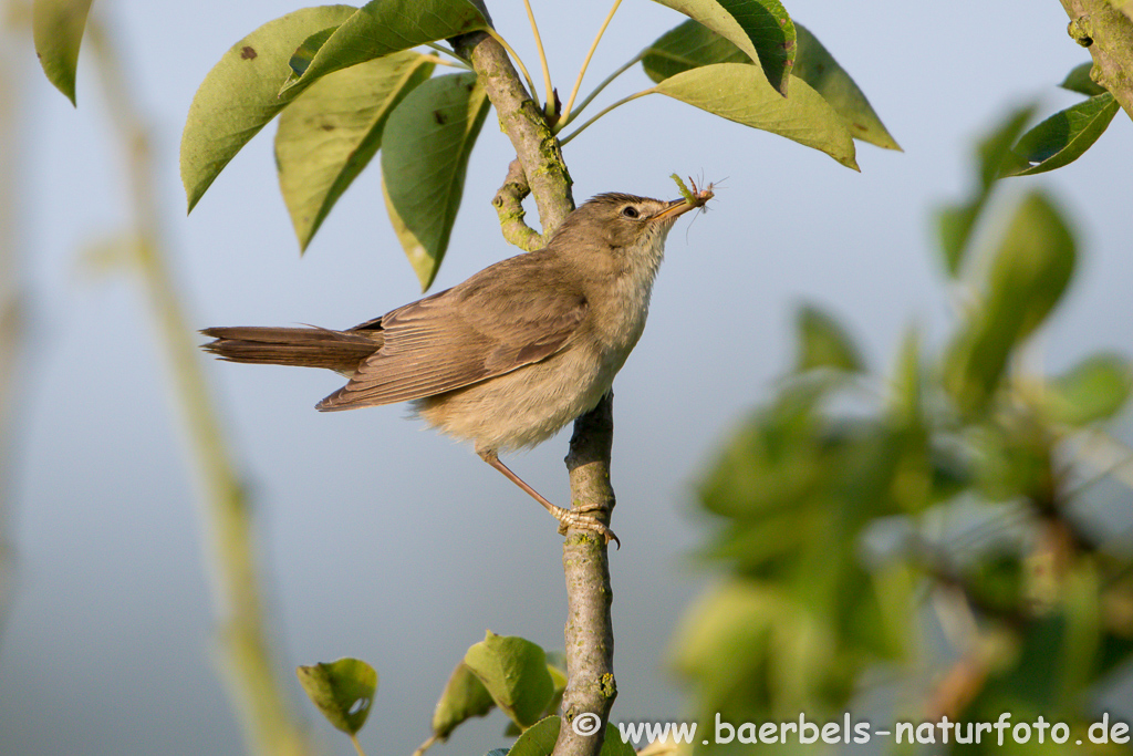 Teichrohrsänger, Rohrspatz