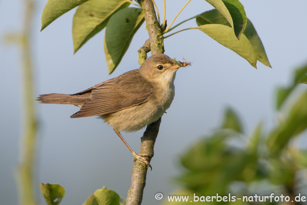 Teichrohrsänger, Rohrspatz