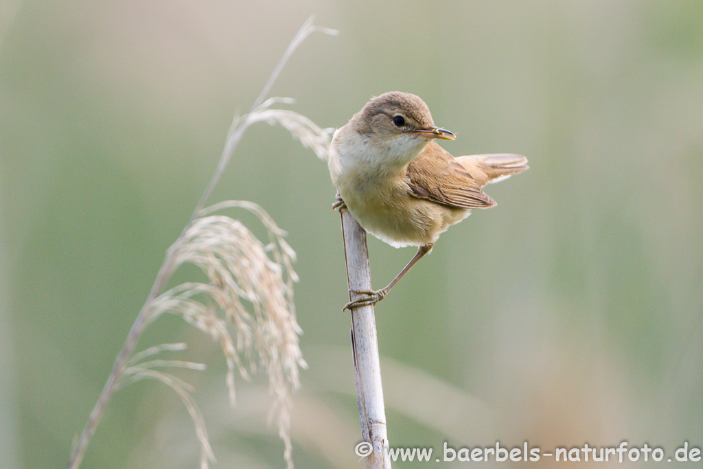 Teichrohrsänger, Rohrspatz