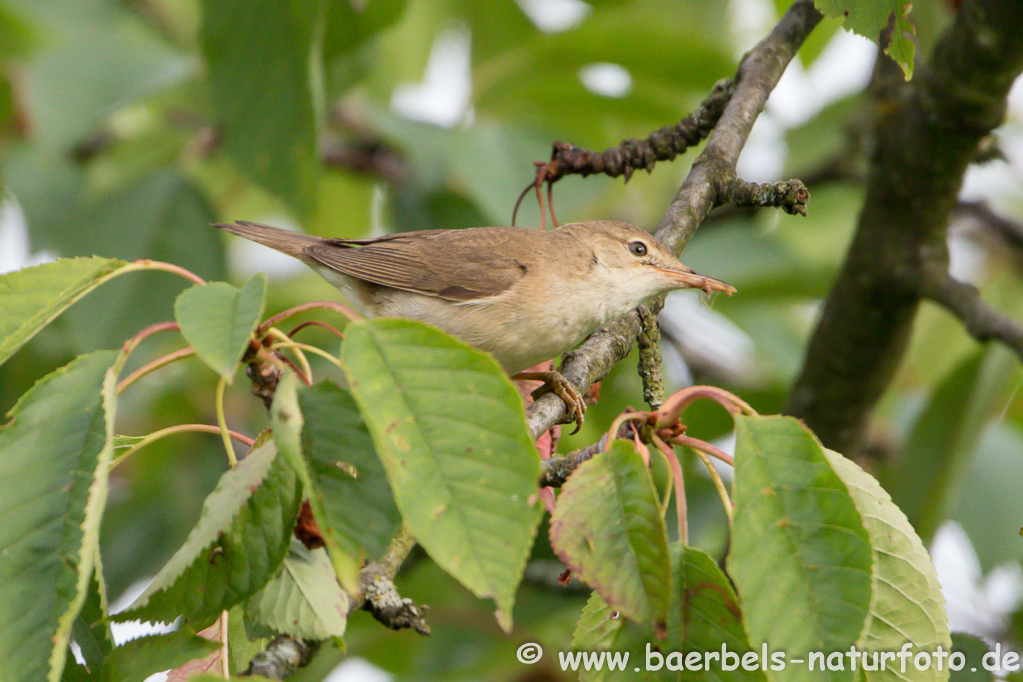 Teichrohrsänger, Rohrspatz