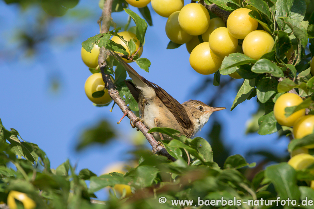 Teichrohrsänger, Rohrspatz