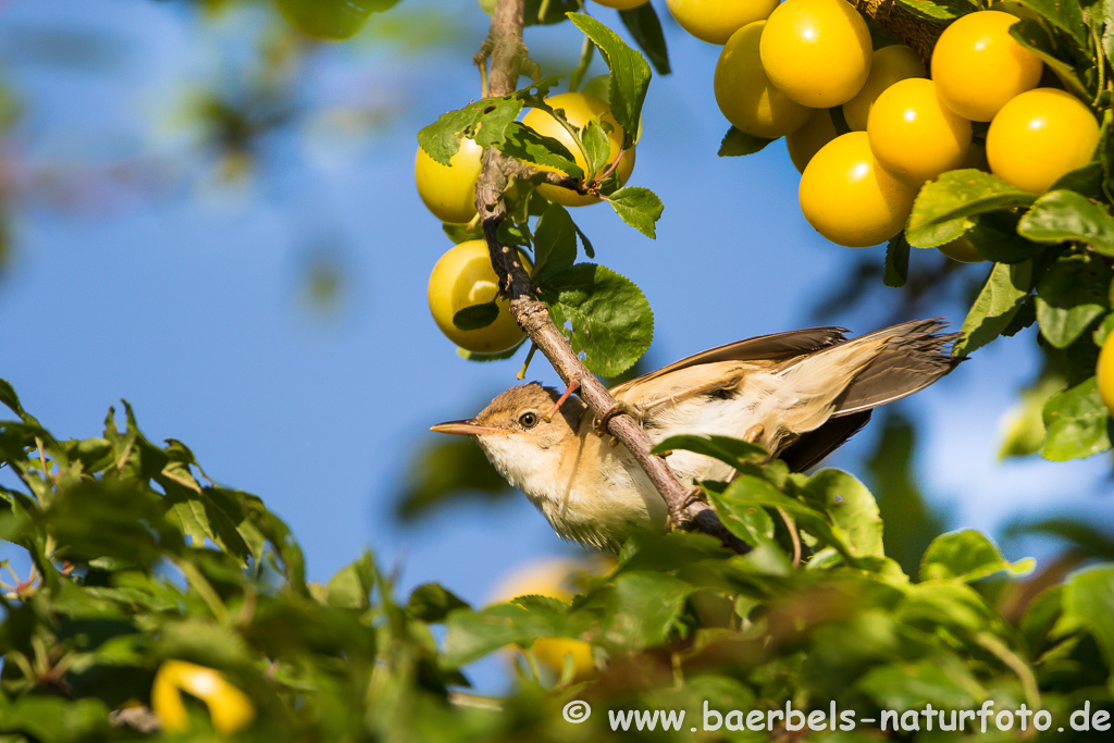 Teichrohrsänger, Rohrspatz