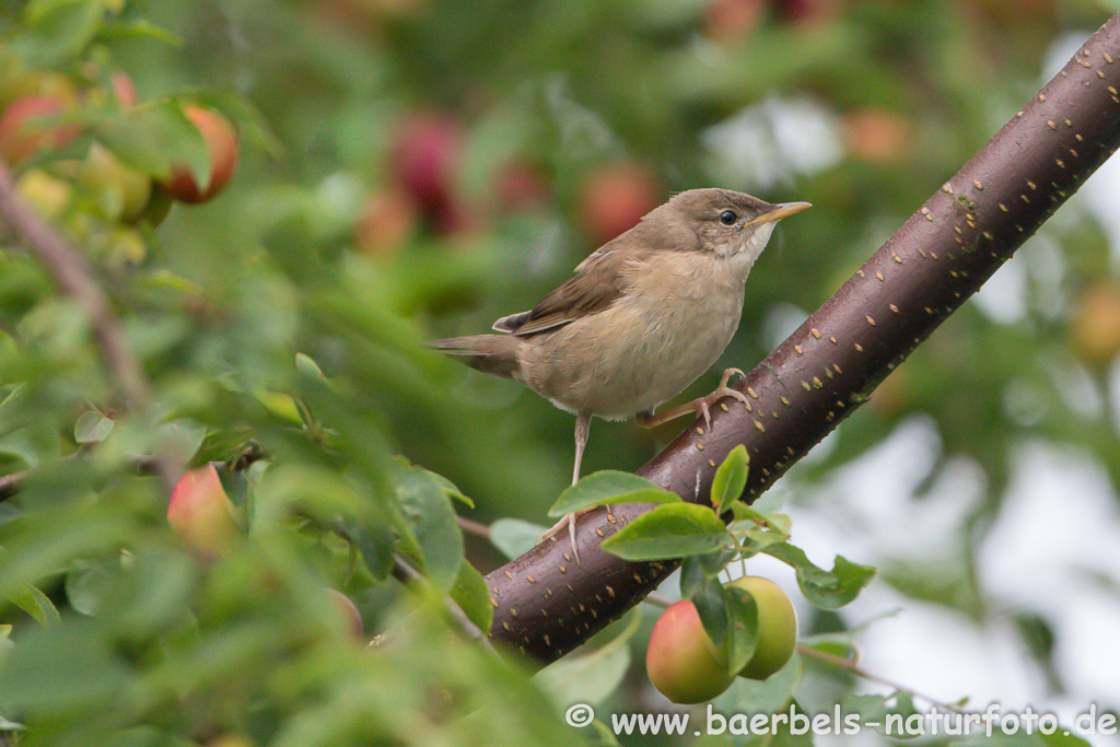 Teichrohrsänger, Rohrspatz