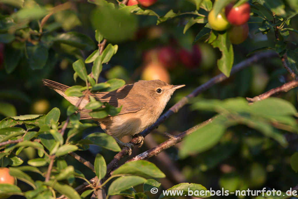 Teichrohrsänger, Rohrspatz