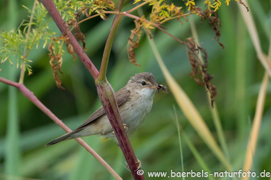 Teichrohrsänger, Rohrspatz