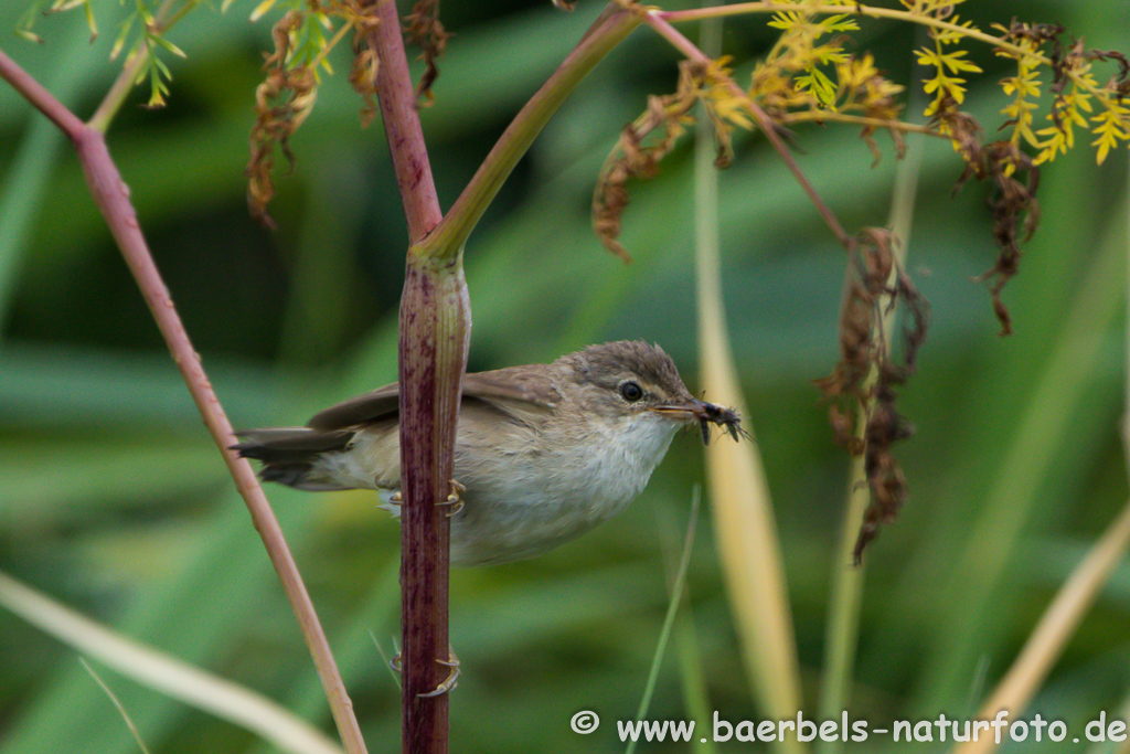 Teichrohrsänger, Rohrspatz