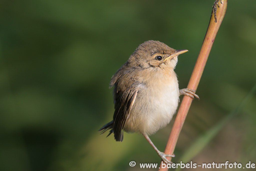 Teichrohrsänger, Rohrspatz