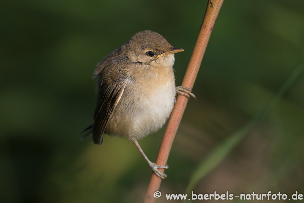 Teichrohrsänger, Rohrspatz