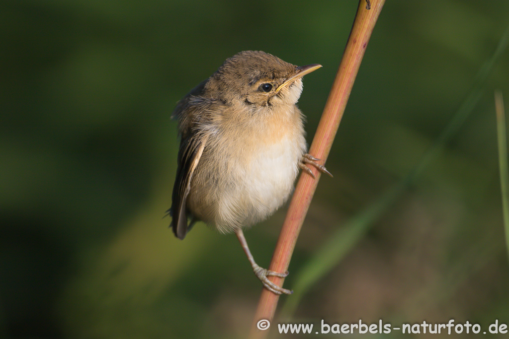 Teichrohrsänger, Rohrspatz