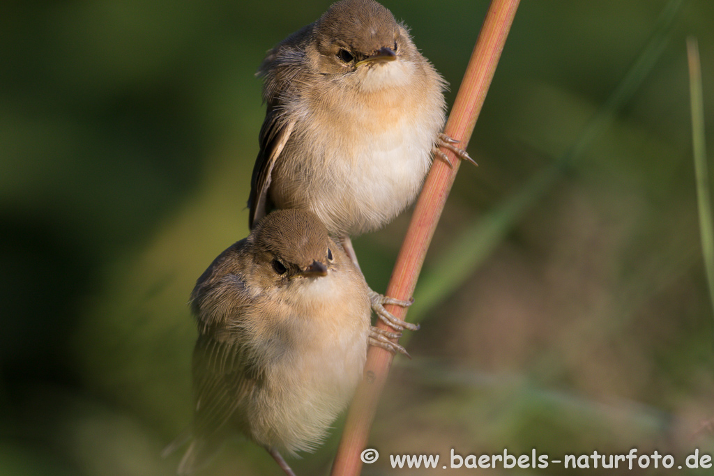 Teichrohrsänger, Rohrspatz