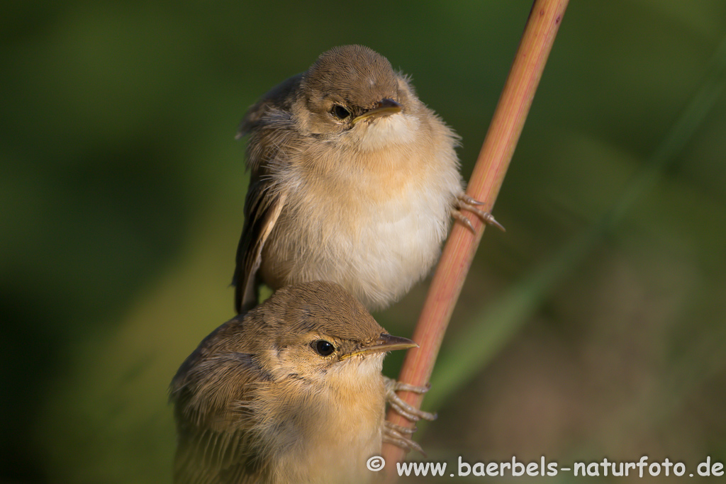 Teichrohrsänger, Rohrspatz