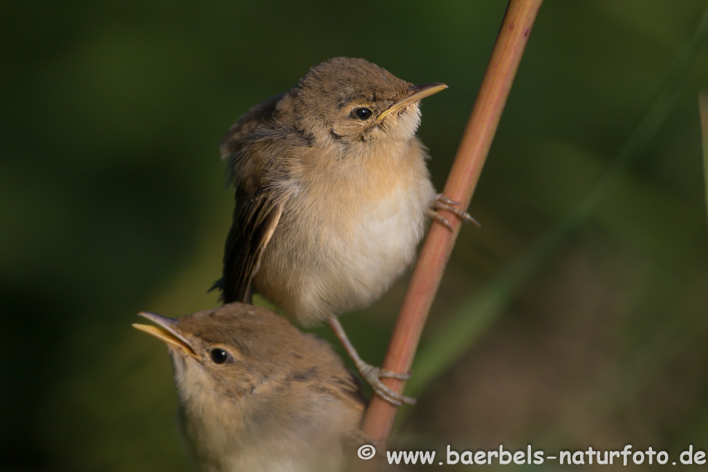 Teichrohrsänger, Rohrspatz