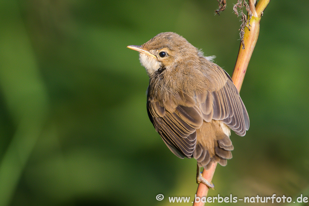 Teichrohrsänger, Rohrspatz