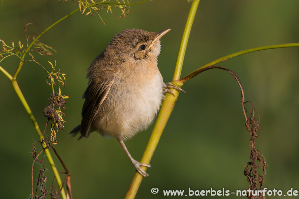 Teichrohrsänger, Rohrspatz