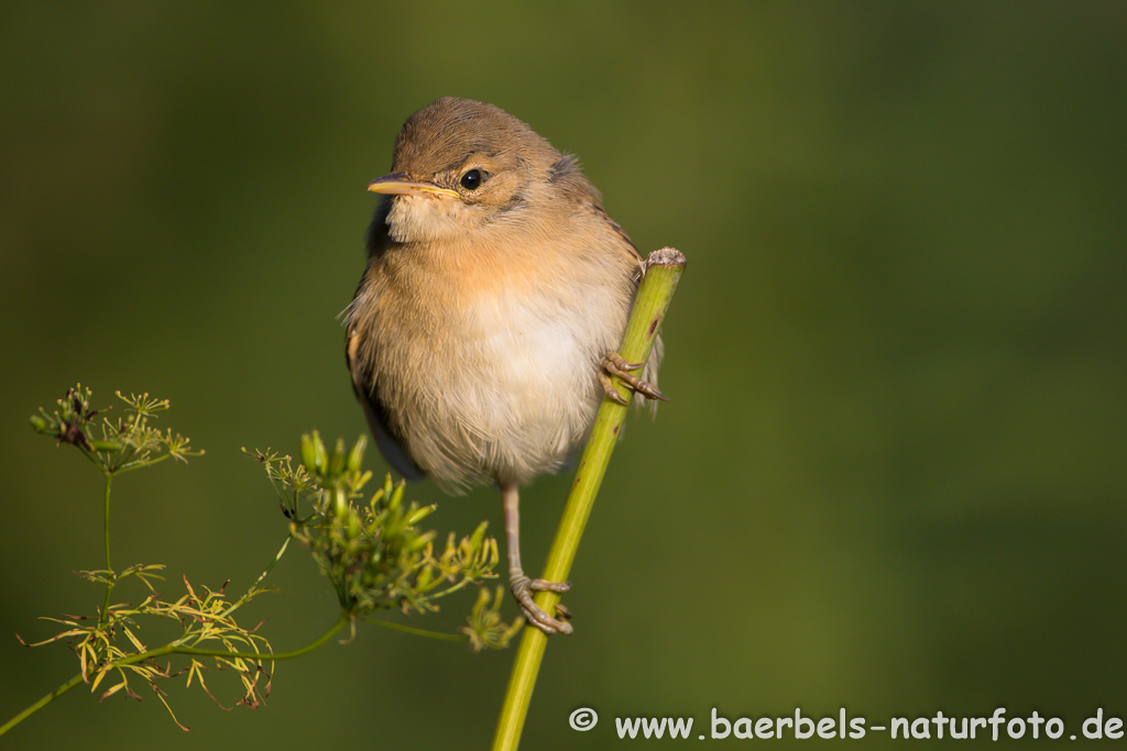 Teichrohrsänger, Rohrspatz