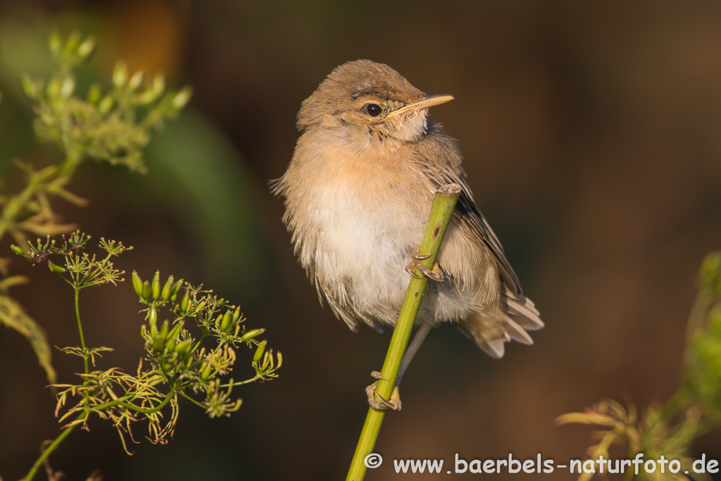 Teichrohrsänger, Rohrspatz