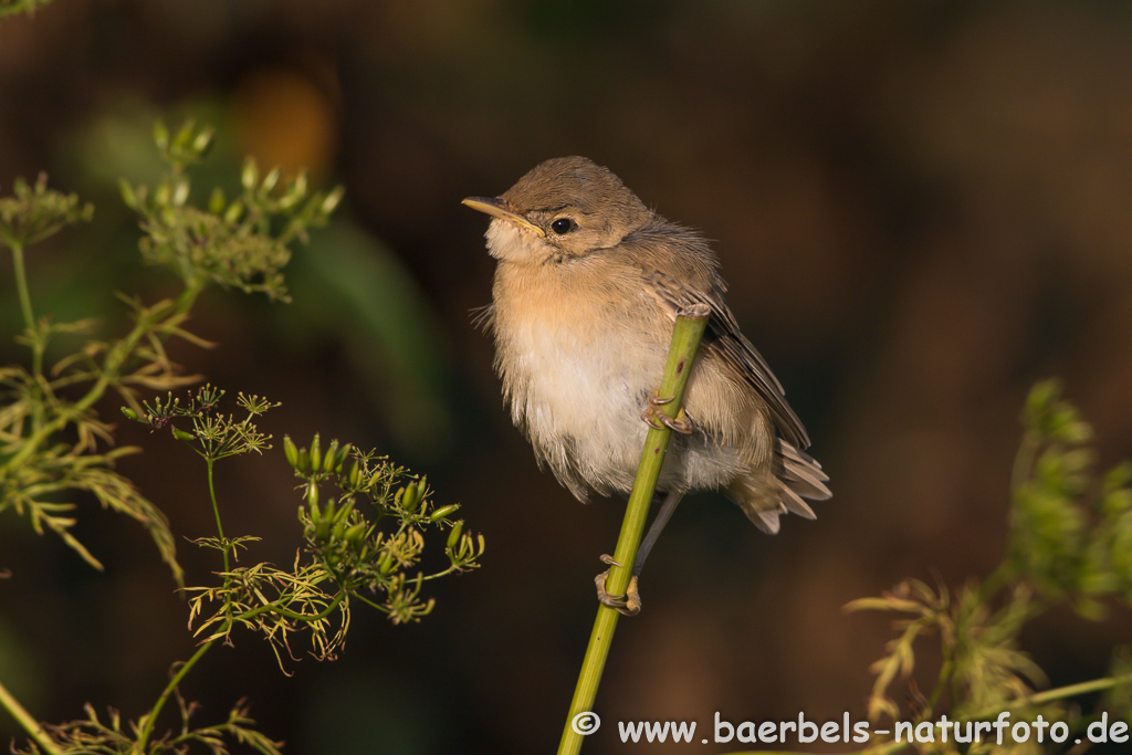 Teichrohrsänger, Rohrspatz