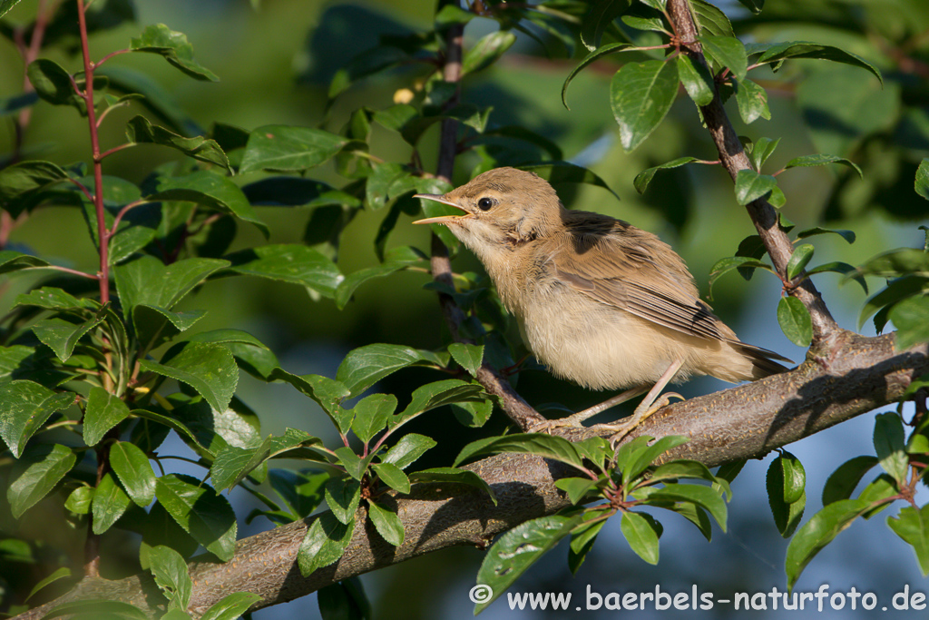 Teichrohrsänger, Rohrspatz