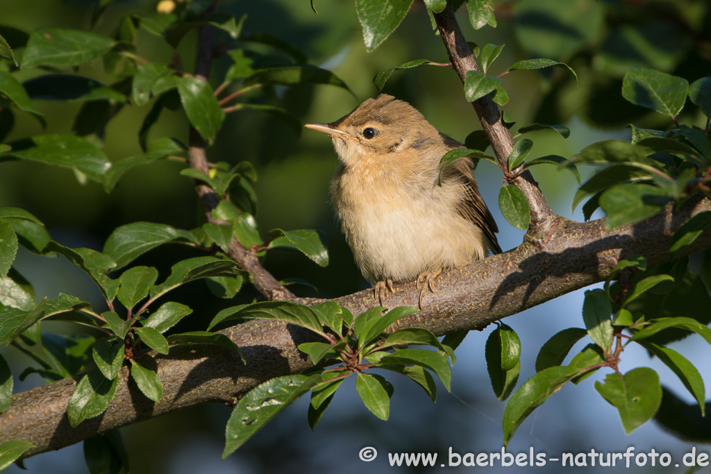 Teichrohrsänger, Rohrspatz