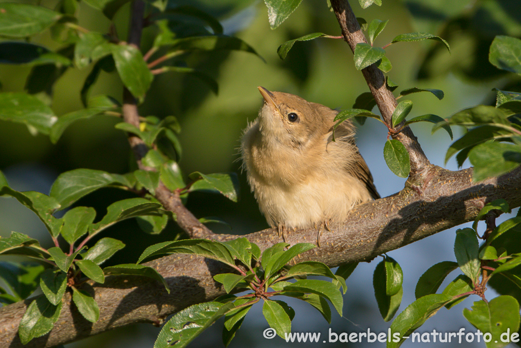 Teichrohrsänger, Rohrspatz