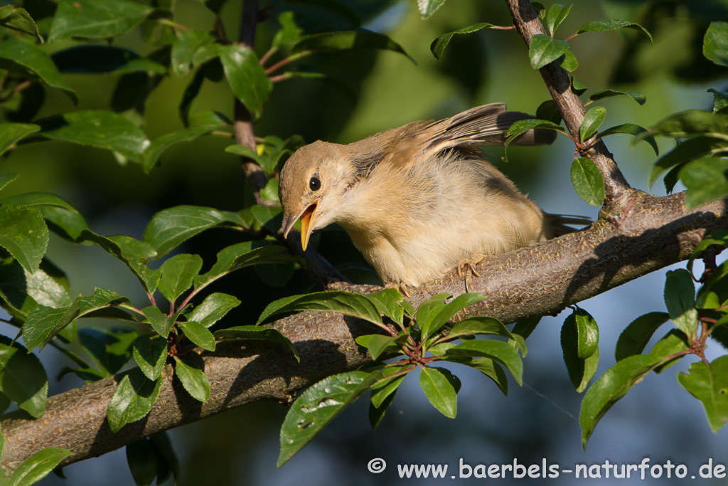 Teichrohrsänger, Rohrspatz