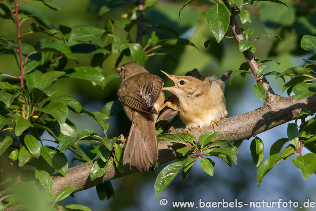 Teichrohrsänger, Rohrspatz