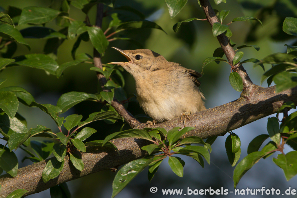 Teichrohrsänger, Rohrspatz