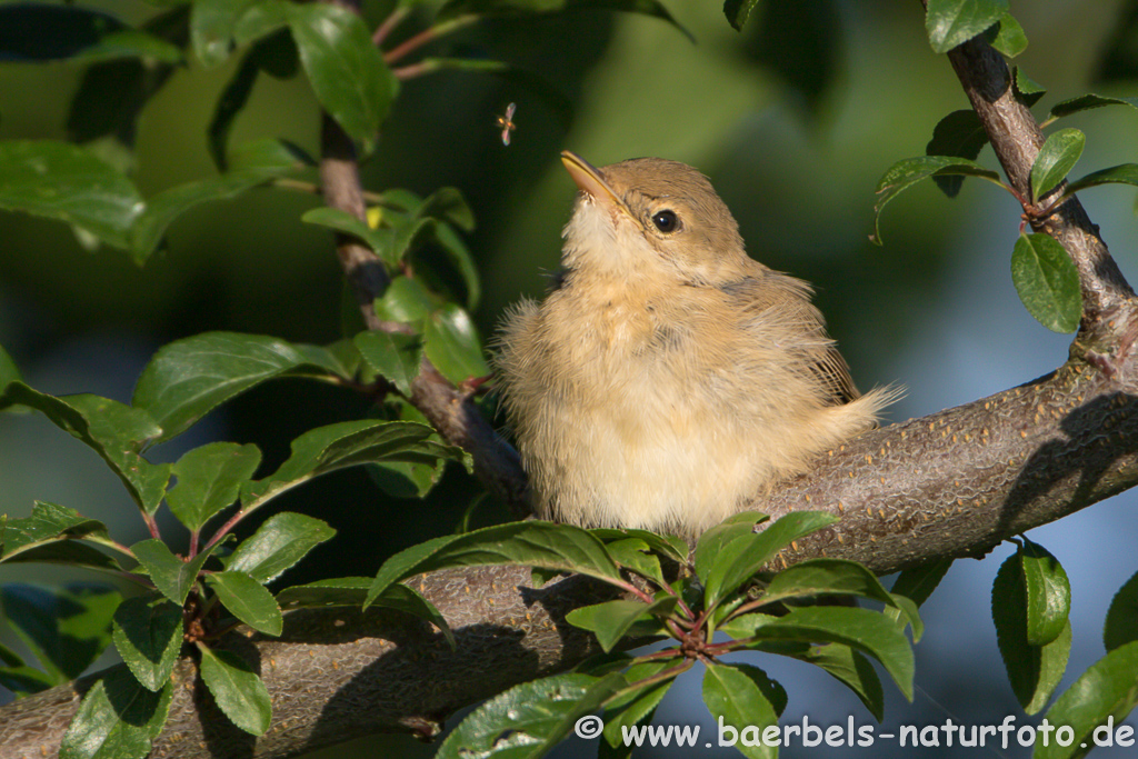 Teichrohrsänger, Rohrspatz