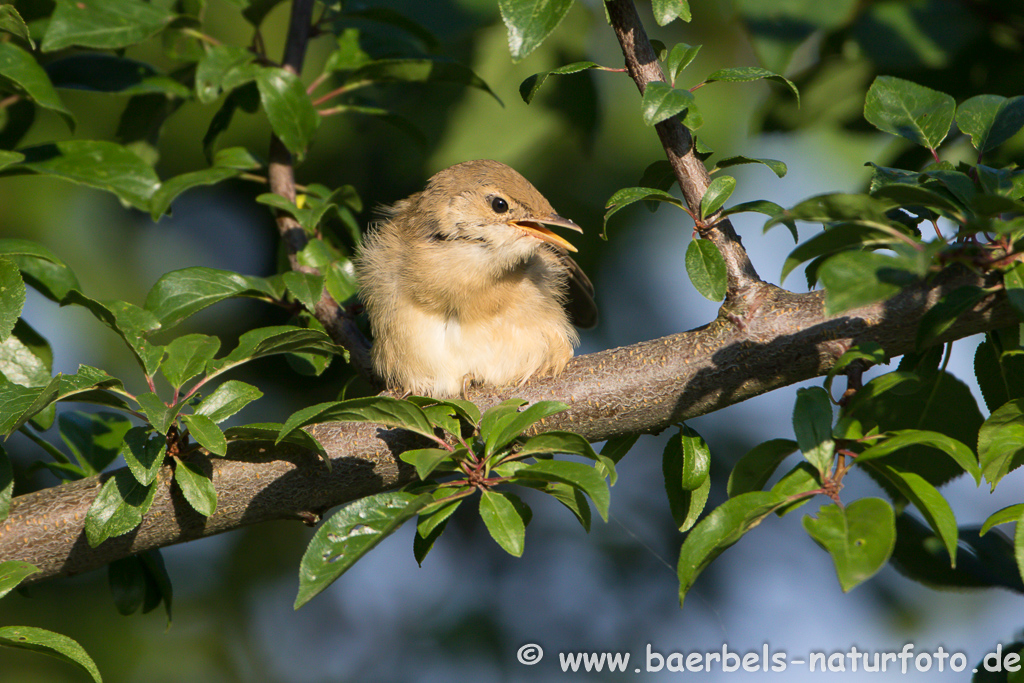 Teichrohrsänger, Rohrspatz