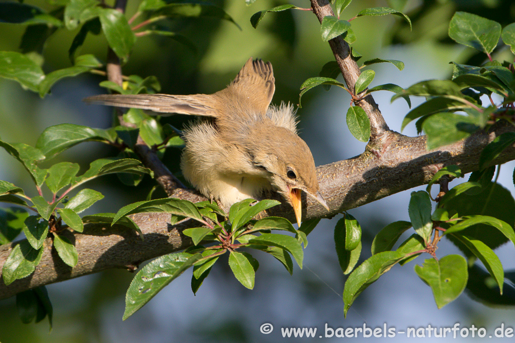 Teichrohrsänger, Rohrspatz