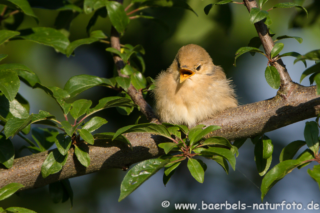 Teichrohrsänger, Rohrspatz