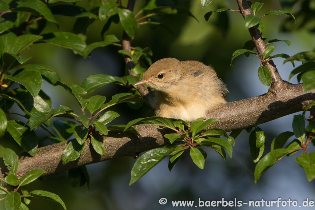 Teichrohrsänger, Rohrspatz