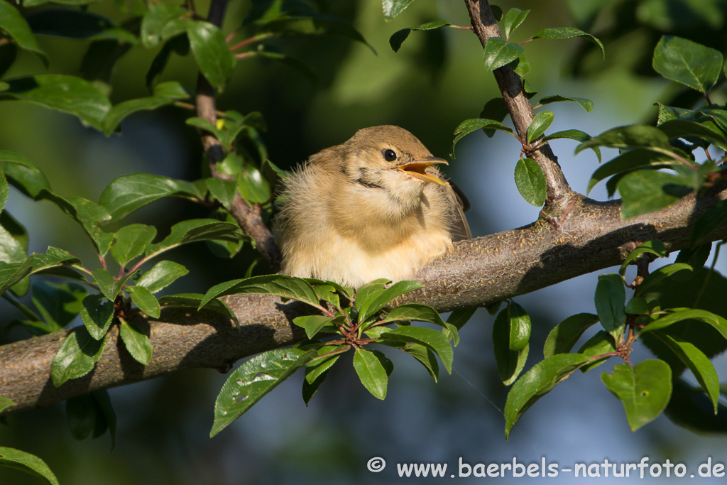 Teichrohrsänger, Rohrspatz