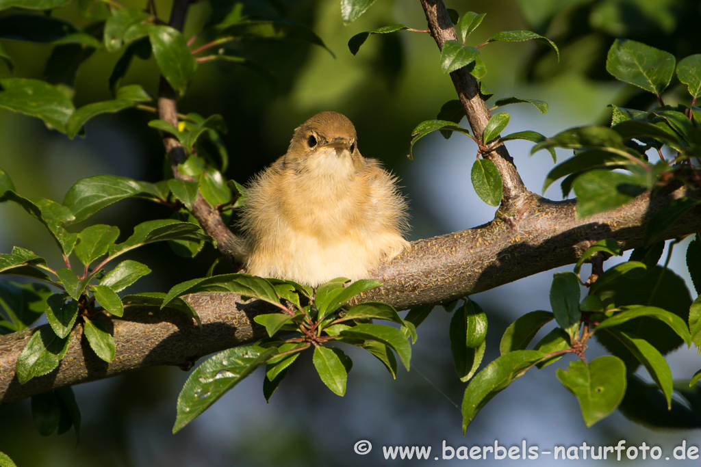 Teichrohrsänger, Rohrspatz