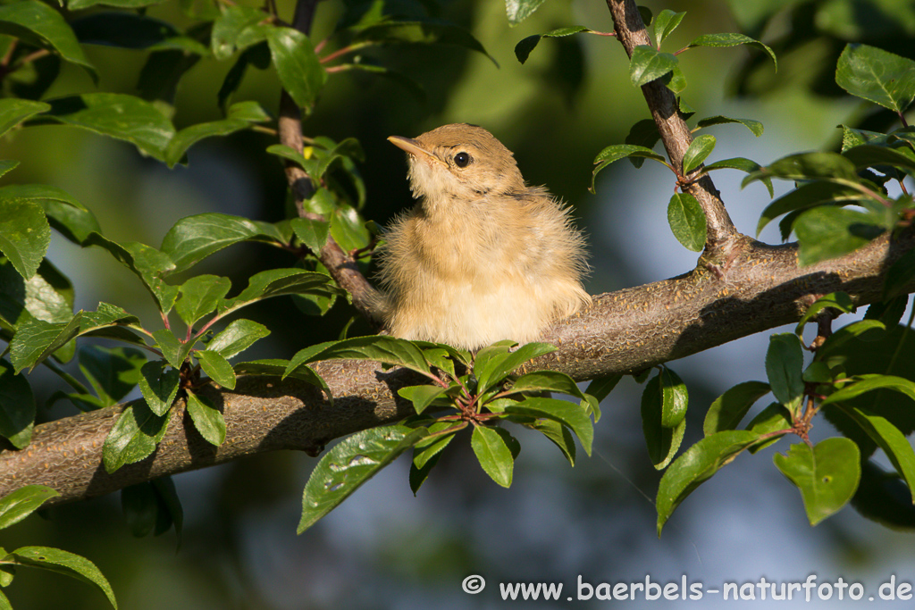 Teichrohrsänger, Rohrspatz