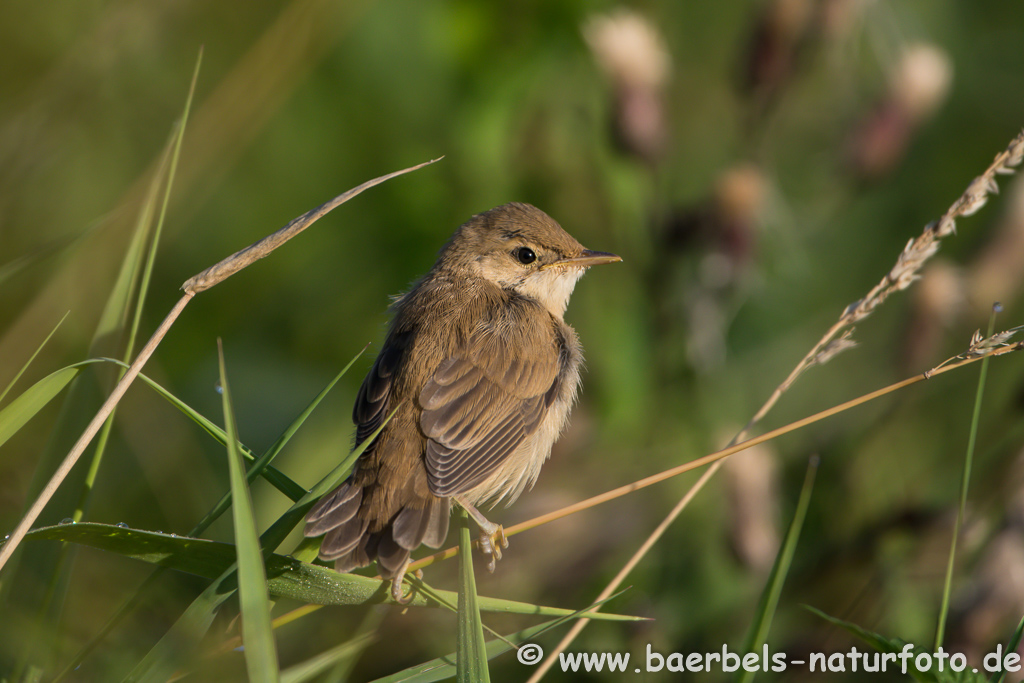 Teichrohrsänger, Rohrspatz