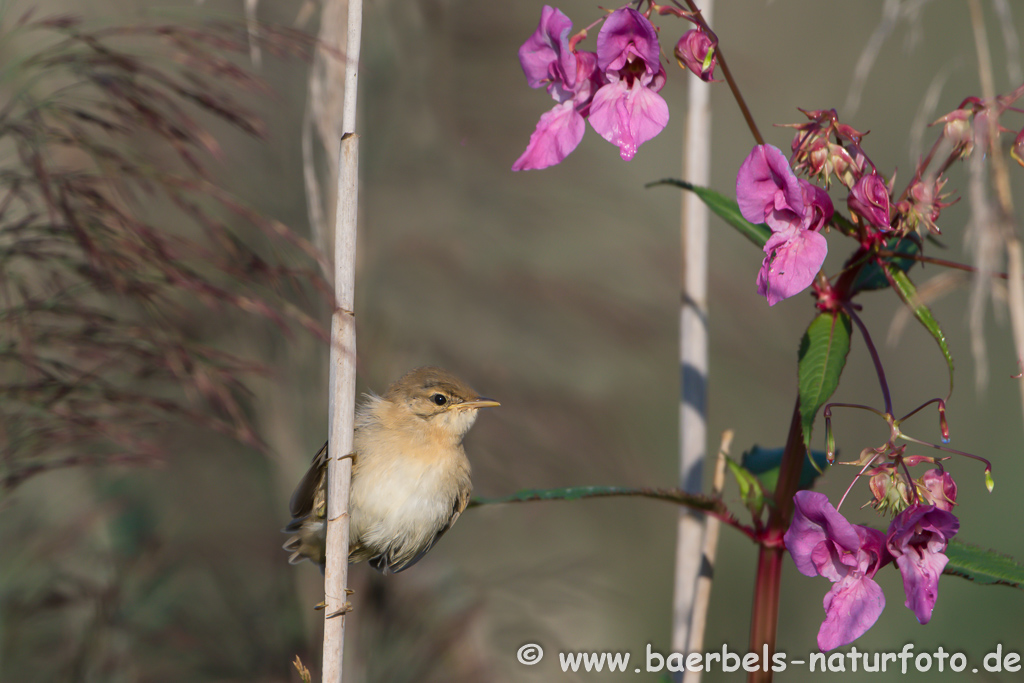 Teichrohrsänger, Rohrspatz