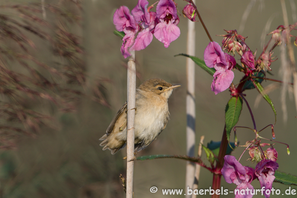 Teichrohrsänger, Rohrspatz