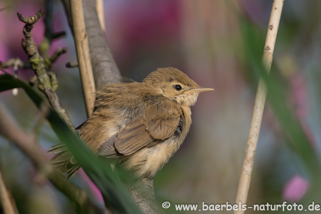 Teichrohrsänger, Rohrspatz