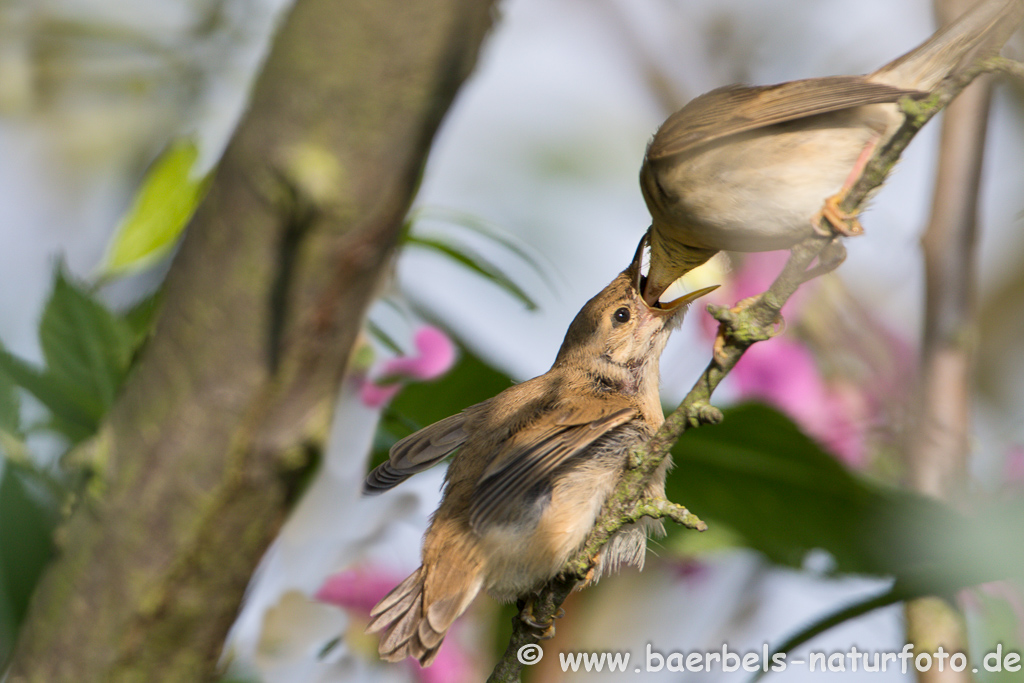 Teichrohrsänger, Rohrspatz