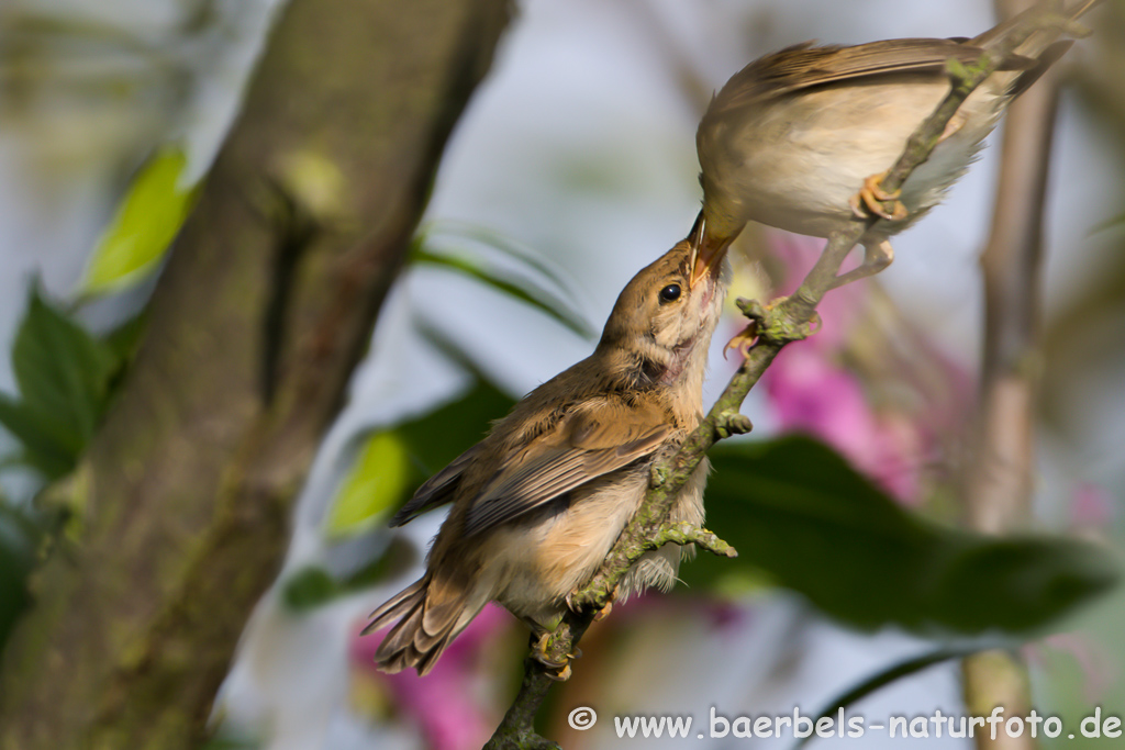 Teichrohrsänger, Rohrspatz