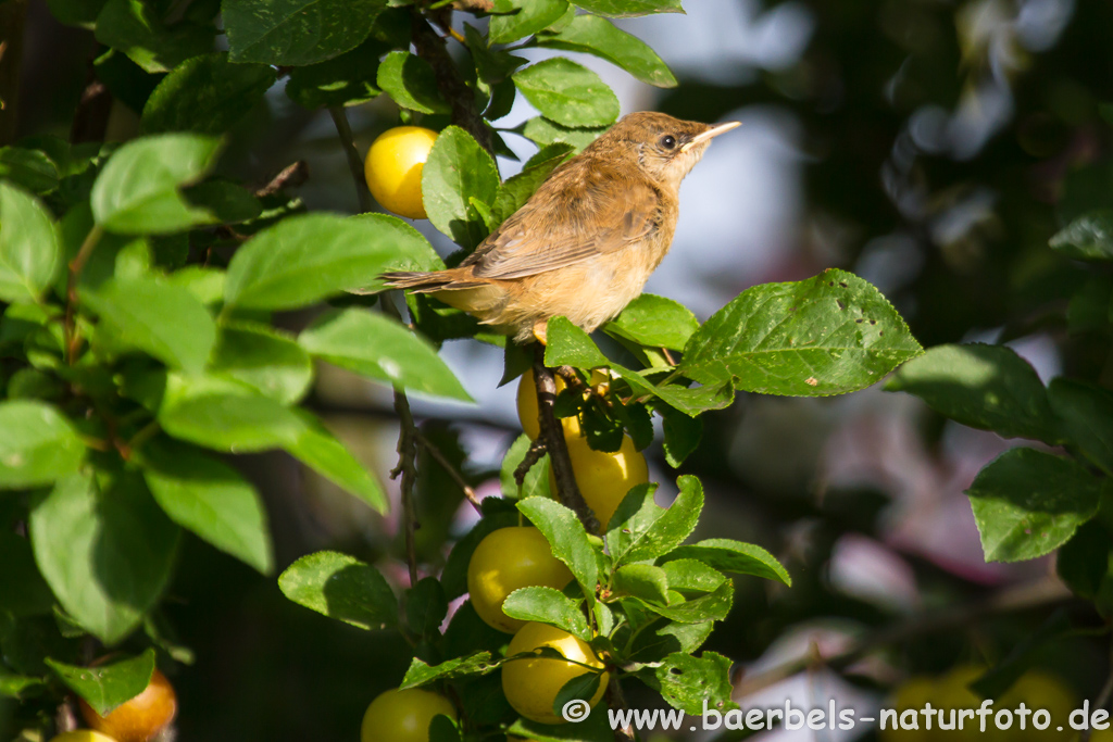 Teichrohrsänger, Rohrspatz