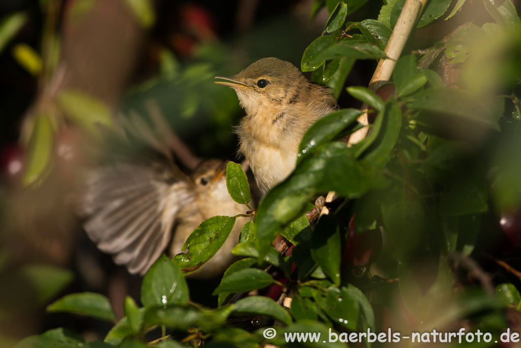 Teichrohrsänger, Rohrspatz